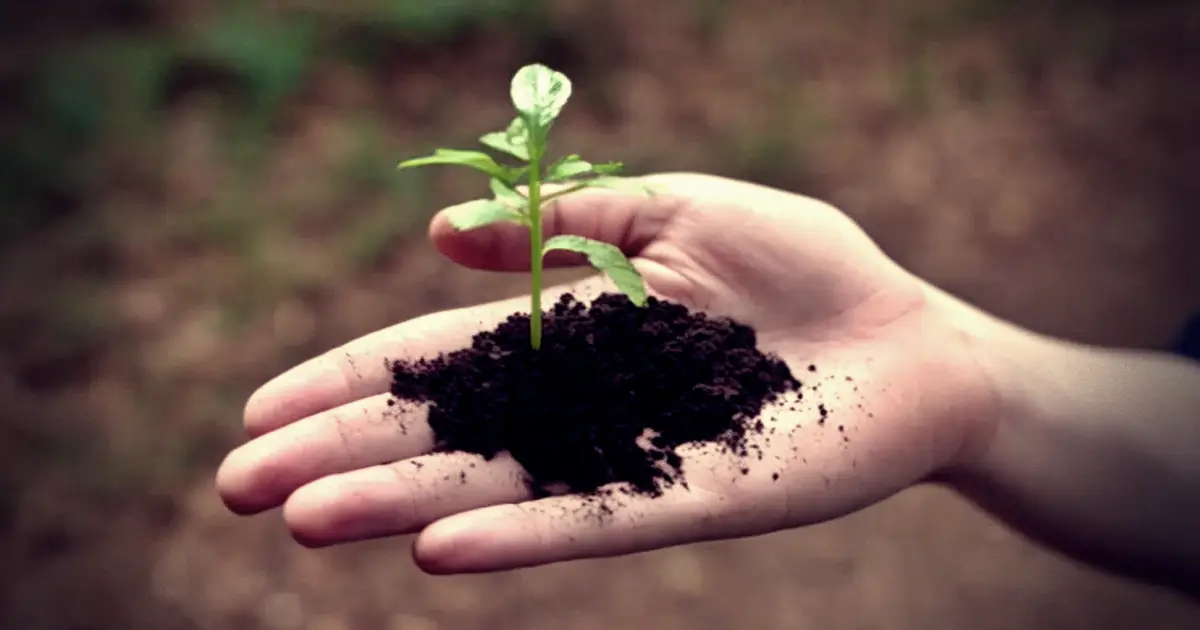 A young woman on a woodland trail holds a seedling tree with soil in the palm of her hand